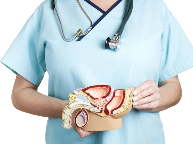 anatomia del órgano reproductor masculino