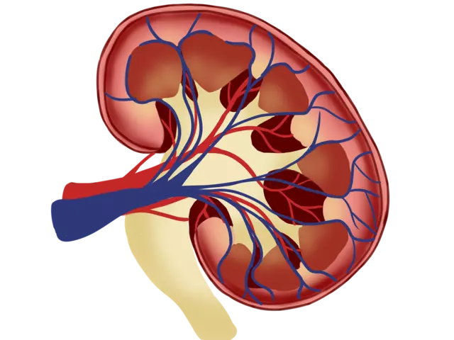 anatomia circulación renal