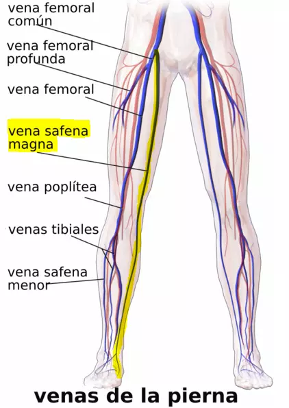 Descripción del sistema venoso profuno y superficial